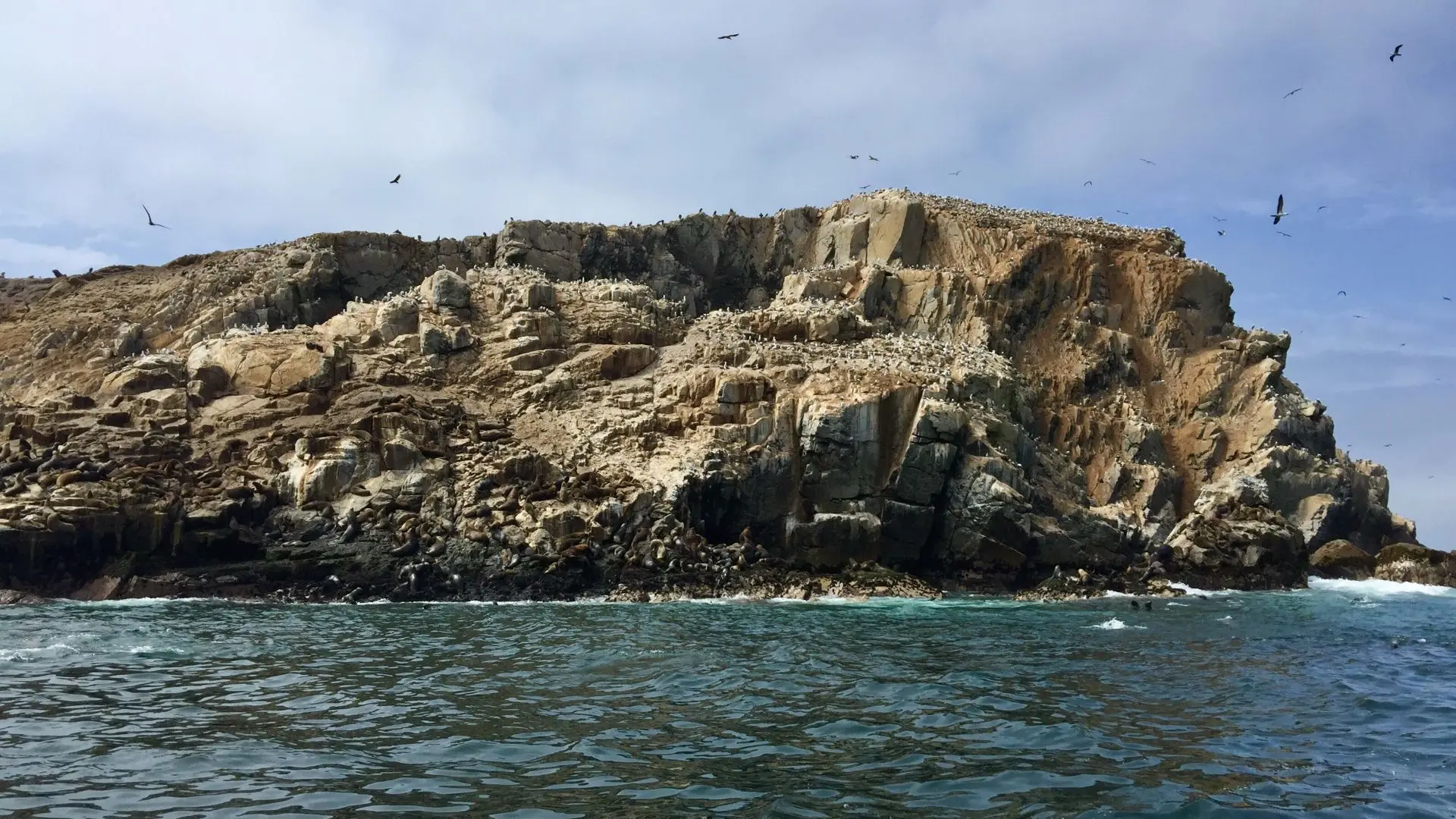 Palomino Island Tour