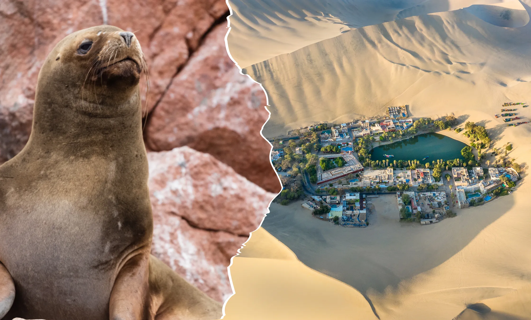 Islas Ballestas - Pisco peruano - Huacachina Oasis