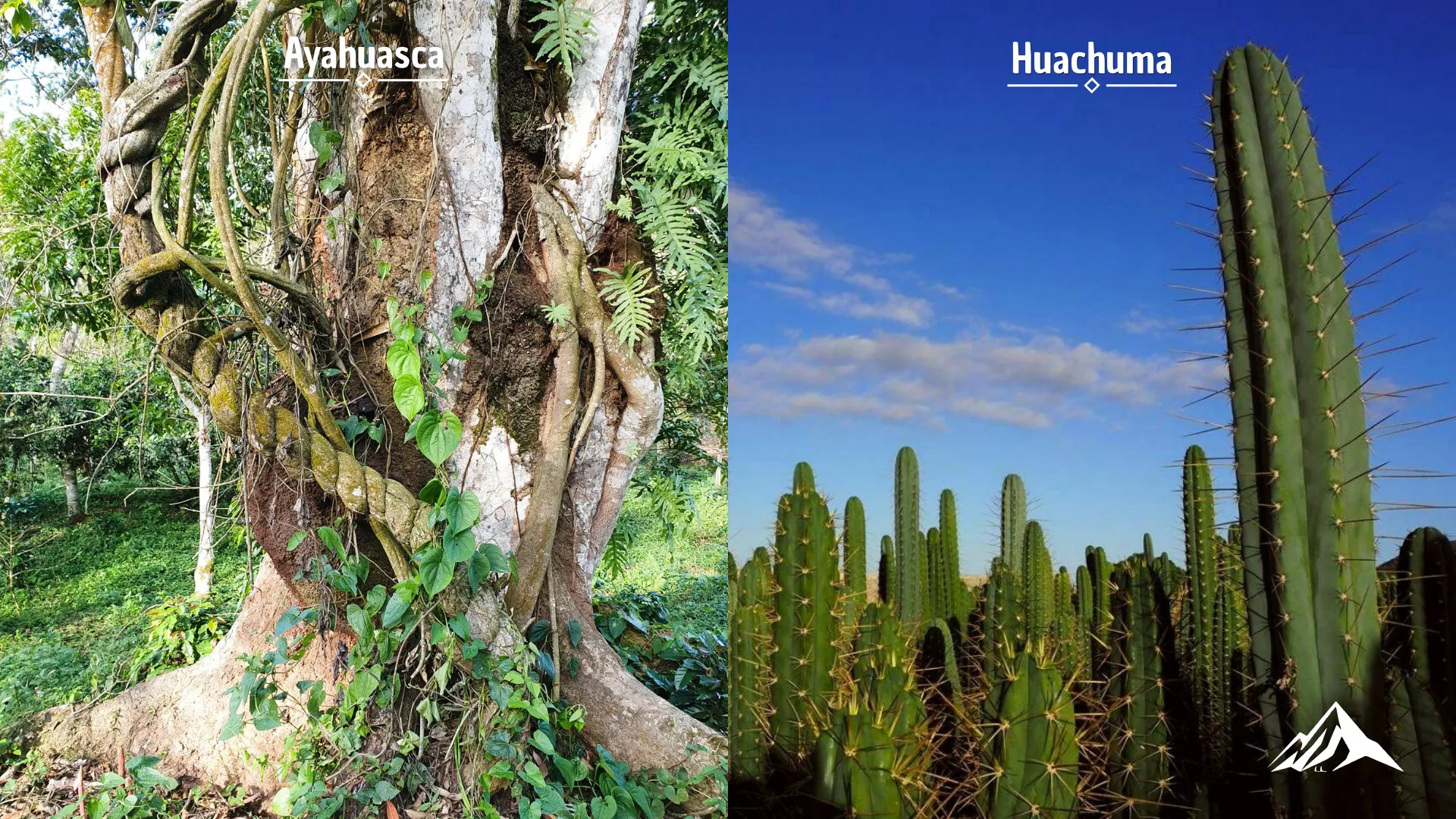 Comparison of Ayahuasca and Huachuma ceremonies in Peru, highlighting their spiritual traditions, healing purposes, and ancestral origins.