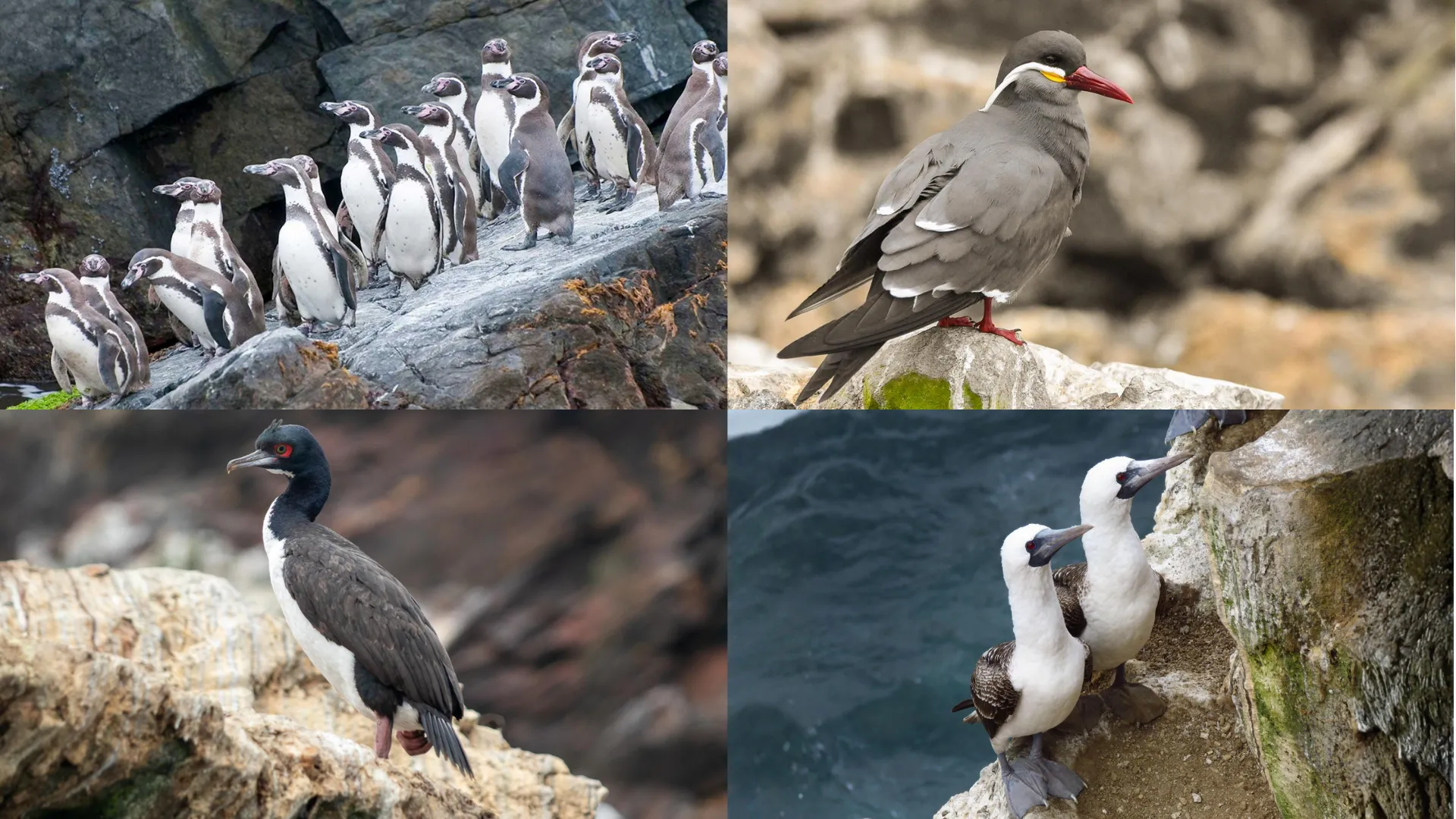 Marine birds at the Palomino Islands, including Peruvian boobies, Inca terns, and Humboldt penguins.