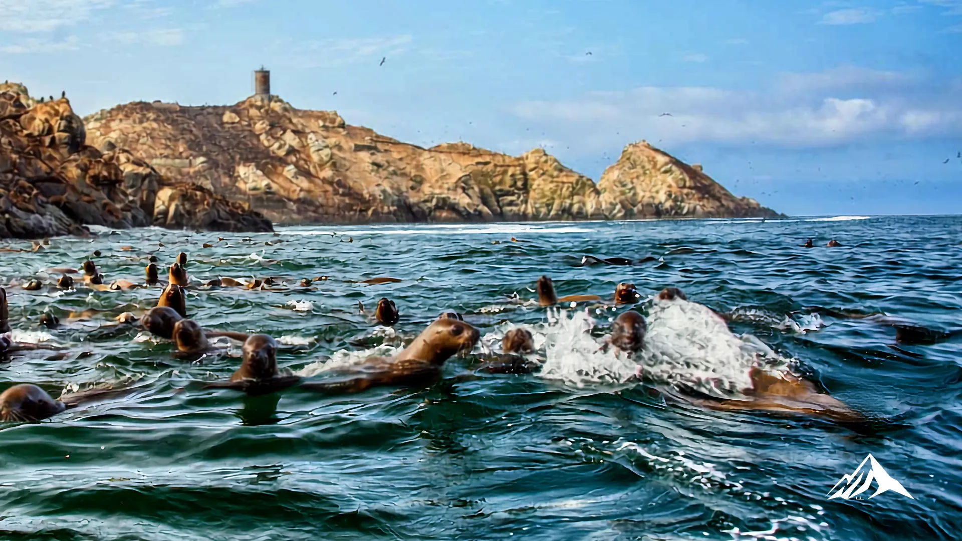 Sea lion approaching a visitor during a Palomino Islands boat tour in Peru.