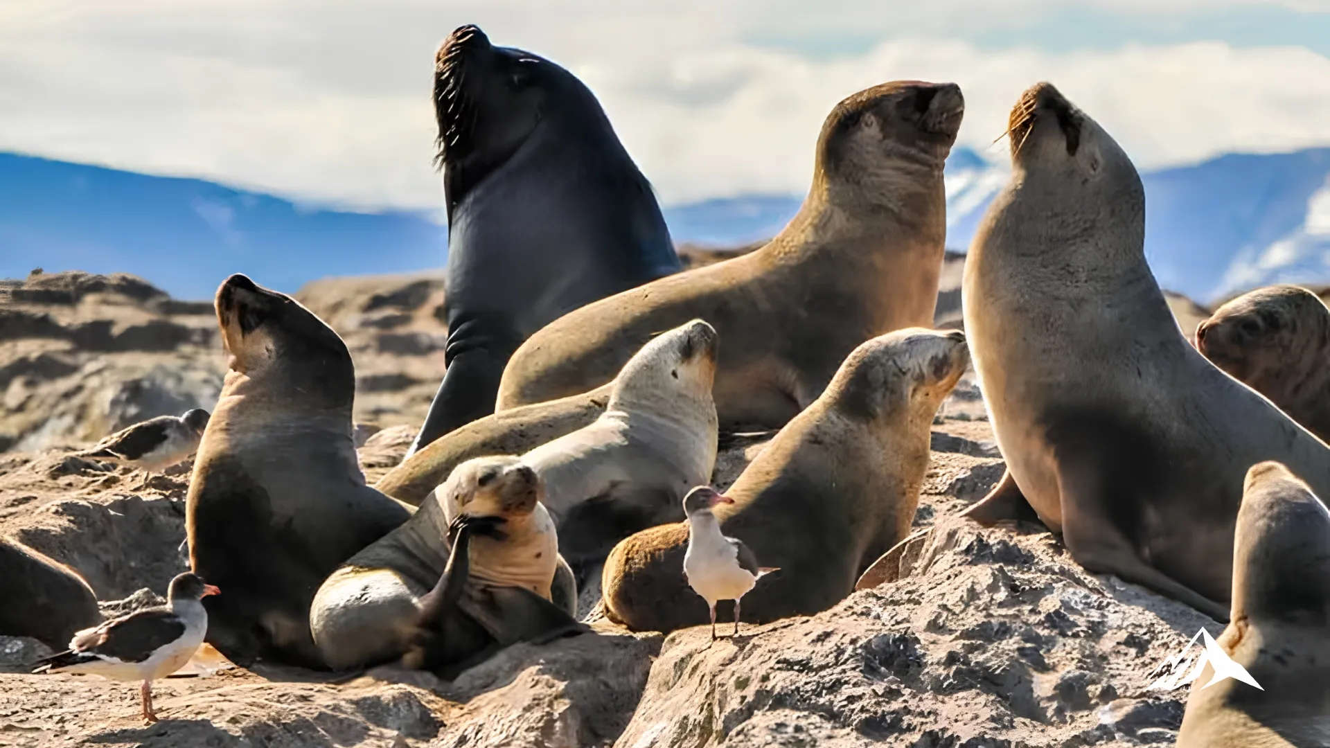 Colony of South American sea lions resting on the rocky shores of the Palomino Islands, Peru.